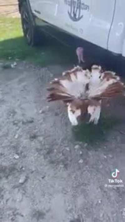 Hang on, let me burp my turkey real quick