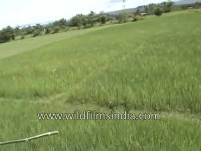 Wow what a nice open field