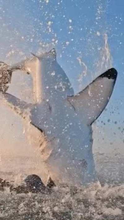 🔥 Power of the Great White!