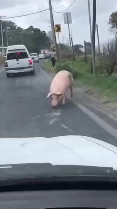 Maybe, maybe no one will notice...