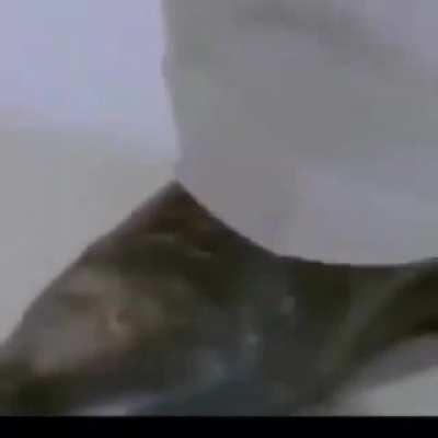 EPIC MONKE IN DA DRUMS