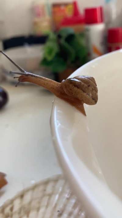 My pet snail is doing a Princess Mononoke impression! 🐌✨