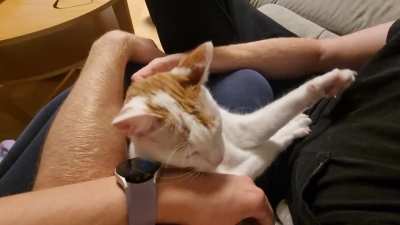 Just good girl ejoying some belly rubs