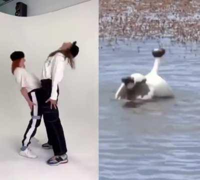 It's mating season again (SFW)