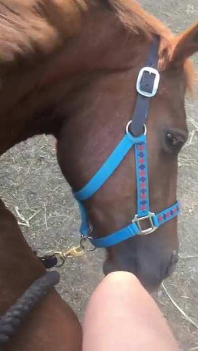 ViCiOuS bEaSt TaKeS rIdEr’S fOoT oFf In ONE BitE