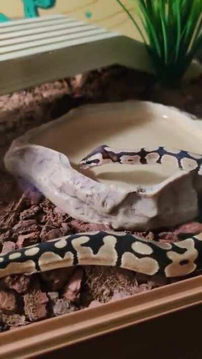 First time I've seen her drinking. 😍