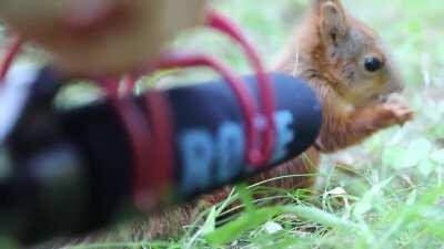 Listen to that squeaky squeak