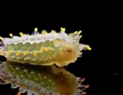 🔥Crystal caterpillar ACRAGA COA. She is completely harmless, not poisonous and knows how to disguise herself in the greenery of mangrove trees