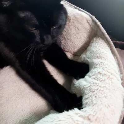 Panini will just do this for a half hour at a time