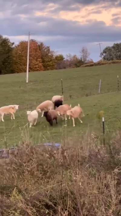 The sheep were playing tag!