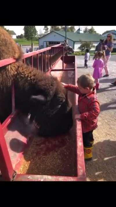 Poor kid was just tryna pet the Buffalo but got yeeted instead.