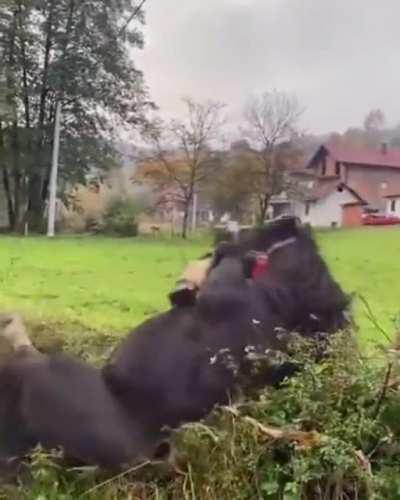 The owners of the Arabian horse will understand.