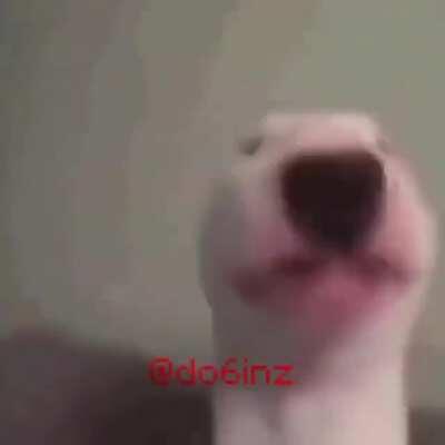 شسمه هاذا، نسيت اسمه القواد