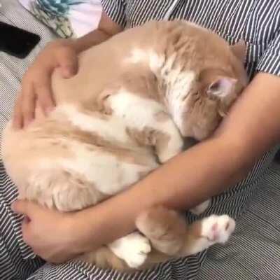 Meet this chonker I found on Twitter