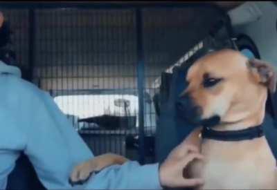 Newly adopted dog from a shelter. The dog won't let go of the new owner's hand for a moment