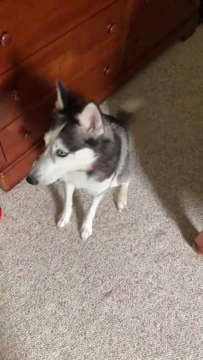 Everest is not happy she can’t go play with the man putting tile down in the bathroom