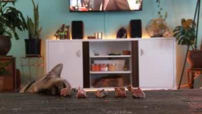 Just learned about this subreddit 😸 My Huxley boy likes tapping his snacks off the table before eating them. I love seeing his head pop up lol