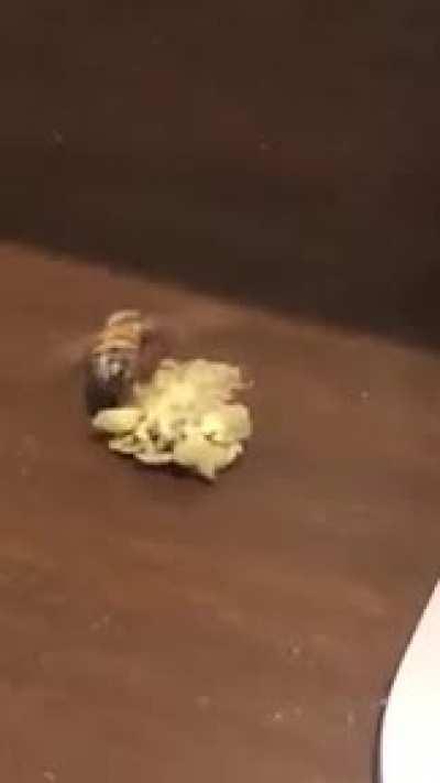 A bee fighting a bit of weed...