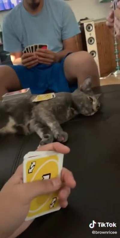 Watch A Cat Die Inside