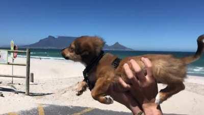 Puppos first experience with strong wind, thinks it’s a liquid