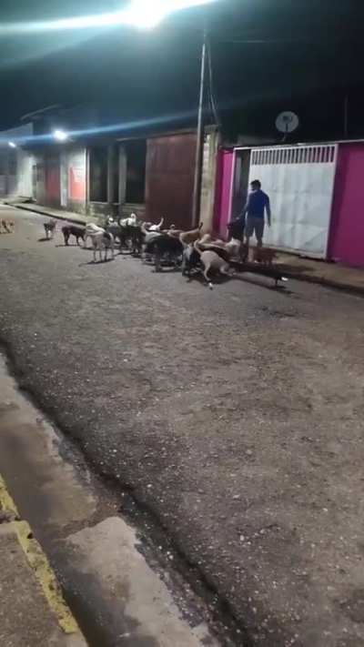 An elderly woman fed the stray dogs every day, but she passed away and the animals stayed at her door waiting for food.. The comfort is that her children took over this role afterwards.. 🥺