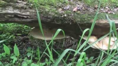 Mushroom hunter terrified over terrifying scream in forest.