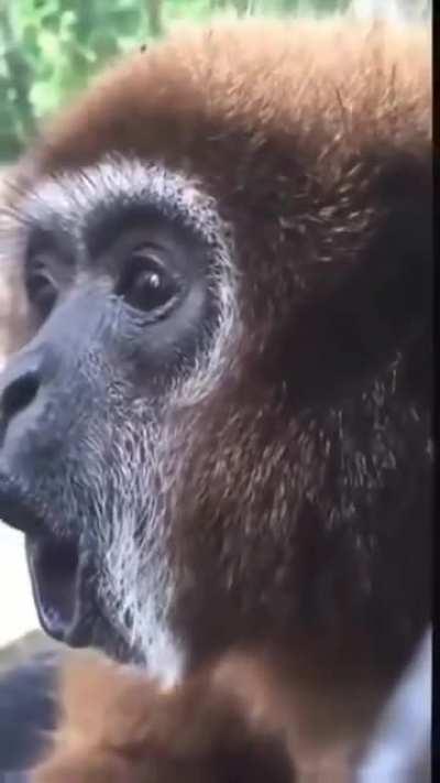 my hairy tree people need me