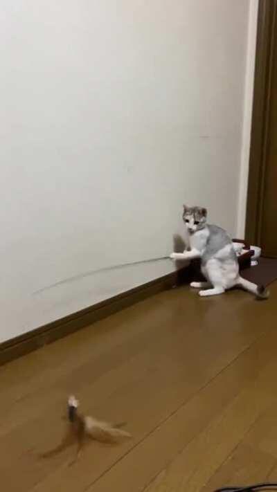 Developer becomes the QA Tester