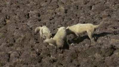 Arctic Wolves catch a Trespasser in their Territory