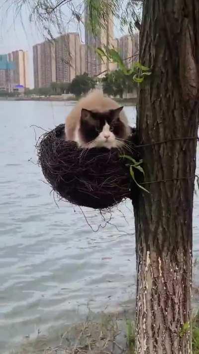 What kind of bird is this?