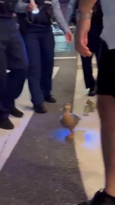 Japanese police help Ducks
