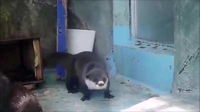 Otters can dance