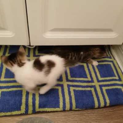 New foster kitts and their pointy tails