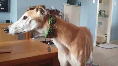 Our 14 year old long girl knows that she shouldn't bark in the house. So she whispers instead.