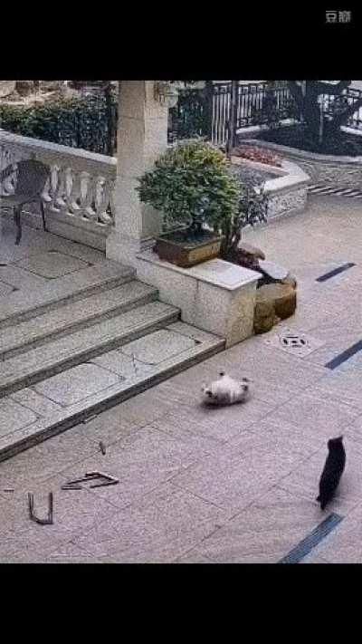 Dog version of watch people die inside