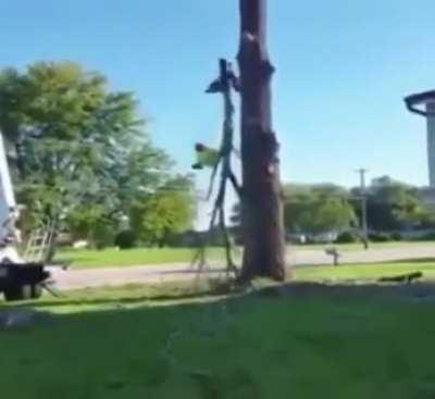 WCGW cutting down a tree