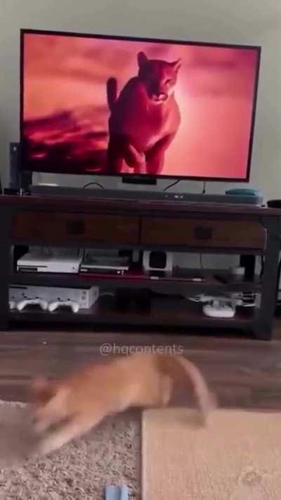 Подборка котиков 3