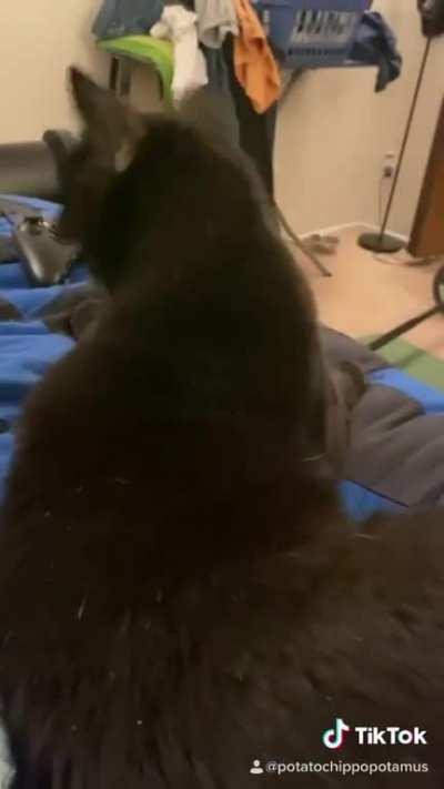 Would you like to be pet? Cat: yah 😸