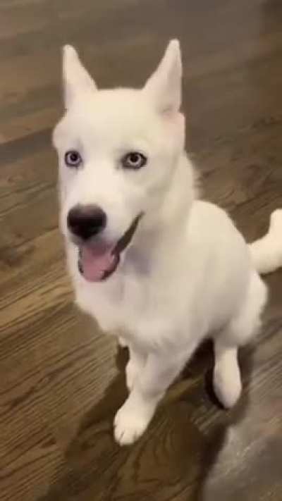 Ceeday’s puppy back in January 2020 😢 Believe his name is Clyde