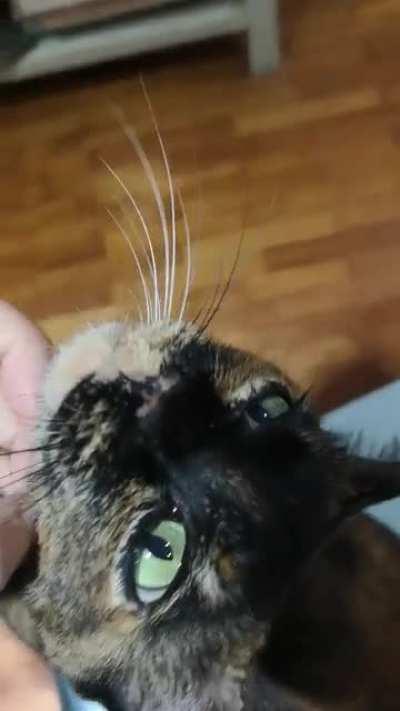 She loves the chin scritches