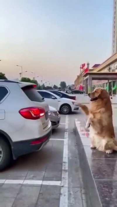 Bark Distance Control