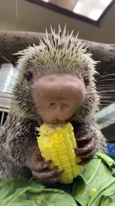 I can’t get enough of hearing Rico the porcupine snacking!