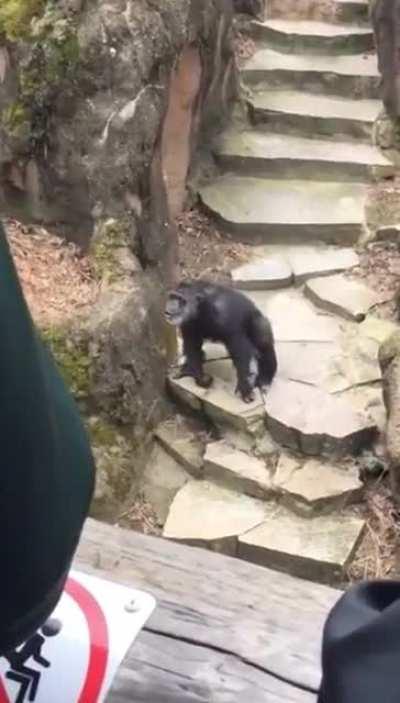 Chimp throws its own shit at an old lady and scores a headshot