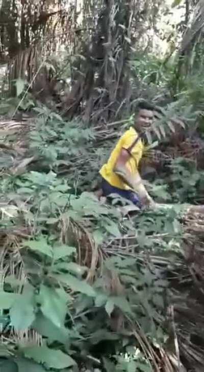 Blue macaw with yellow chest. Leaving the nest and learning to fly for the first time.