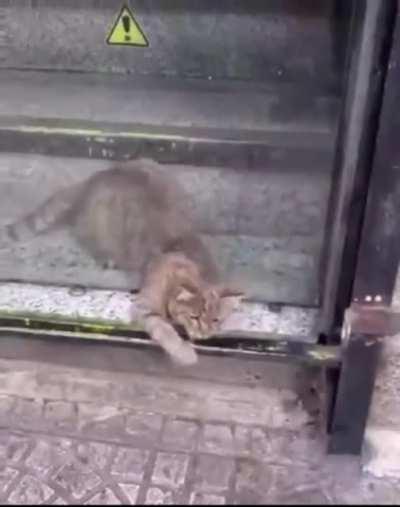 Cat crawls through impossibly small whole without issue