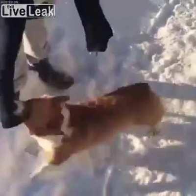 Throwing dog out of aircraft