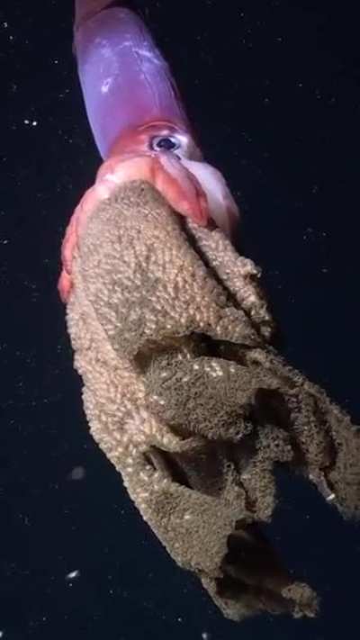 Black-eyed mother squid carrying eggs in ocean