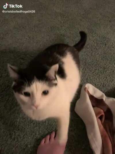 Politely asking for kibble.