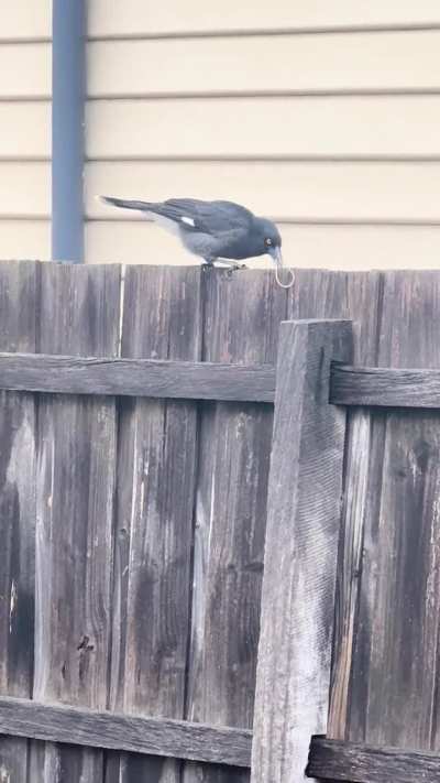 Pied Currawong learnt to fling an elastic band