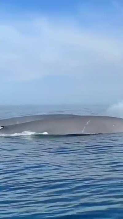 Two Blue Whales racing each other in the Gulf of California